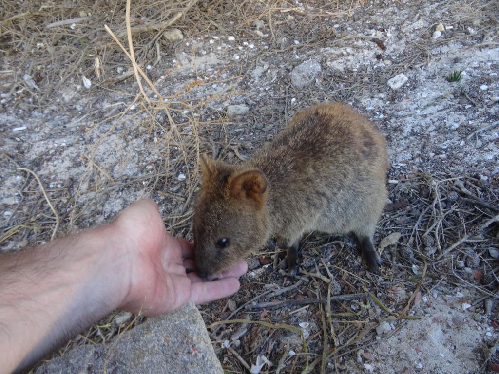 174 - 20140117 Rottnest Island