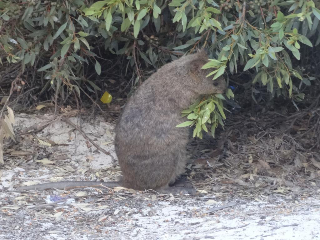 186 - 20140117 Rottnest Island