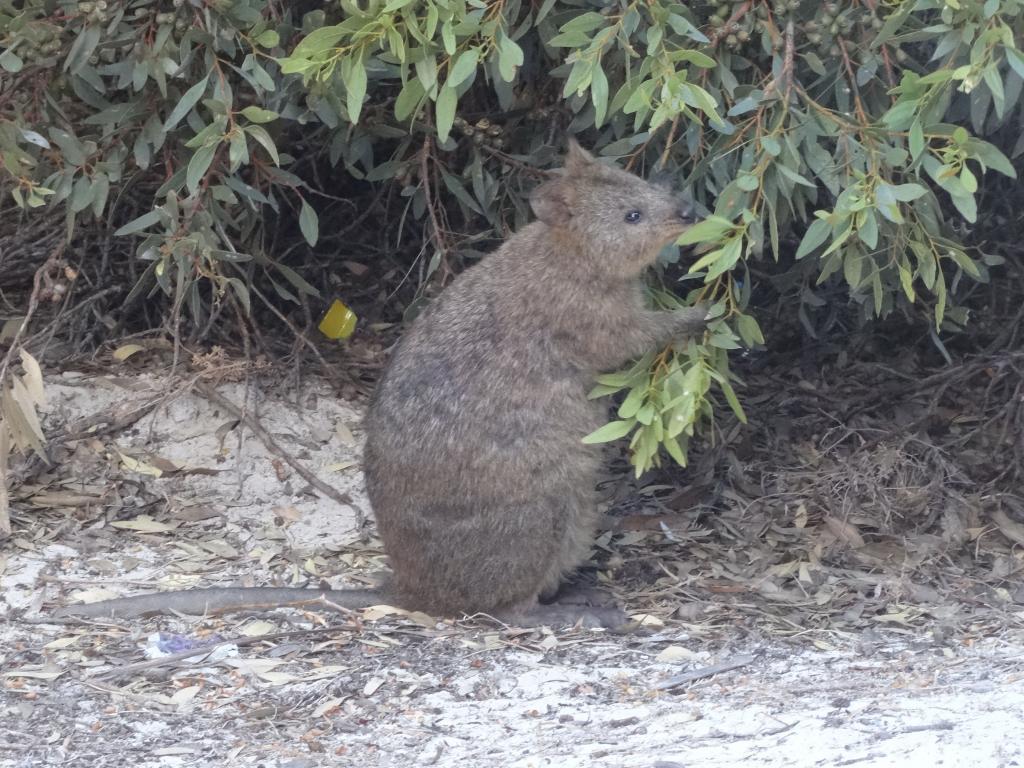 187 - 20140117 Rottnest Island