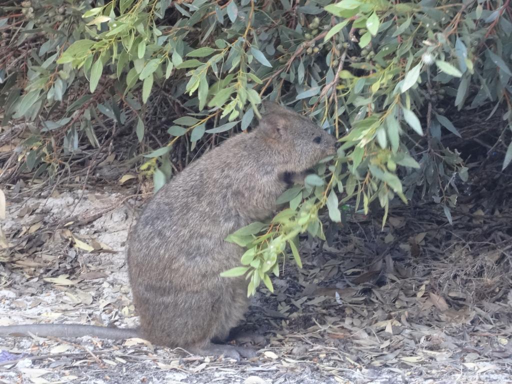 189 - 20140117 Rottnest Island