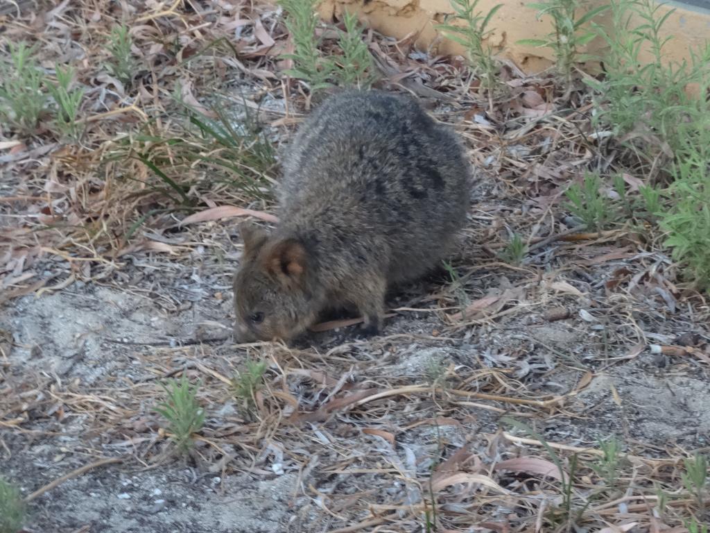 255 - 20140117 Rottnest Island