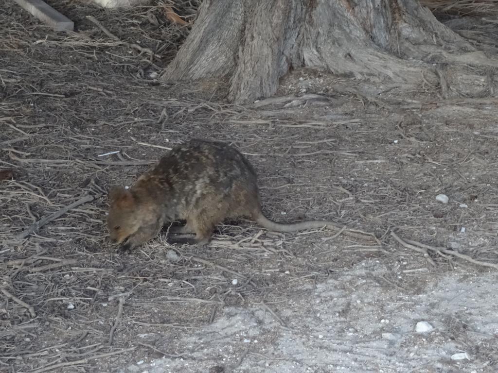 257 - 20140117 Rottnest Island