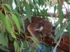 327 - 20140118 Caversham Wildlife Park
