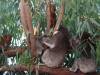 330 - 20140118 Caversham Wildlife Park