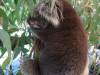 337 - 20140118 Caversham Wildlife Park
