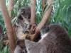 339 - 20140118 Caversham Wildlife Park
