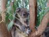 340 - 20140118 Caversham Wildlife Park