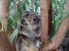 341 - 20140118 Caversham Wildlife Park
