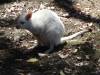 343 - 20140118 Caversham Wildlife Park