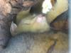 344 - 20140118 Caversham Wildlife Park