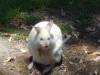 349 - 20140118 Caversham Wildlife Park