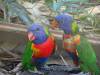 351 - 20140118 Caversham Wildlife Park