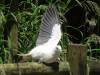 357 - 20140118 Caversham Wildlife Park