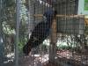368 - 20140118 Caversham Wildlife Park