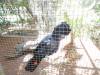 375 - 20140118 Caversham Wildlife Park
