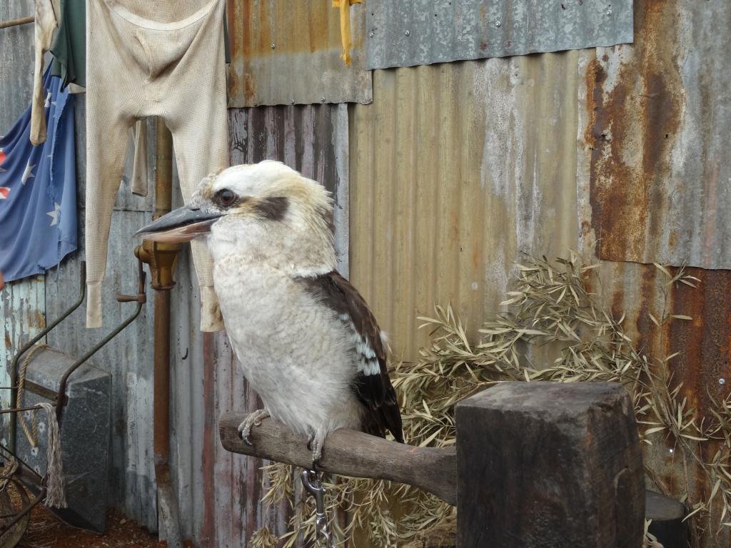 281 - 20140118 Caversham Wildlife Park