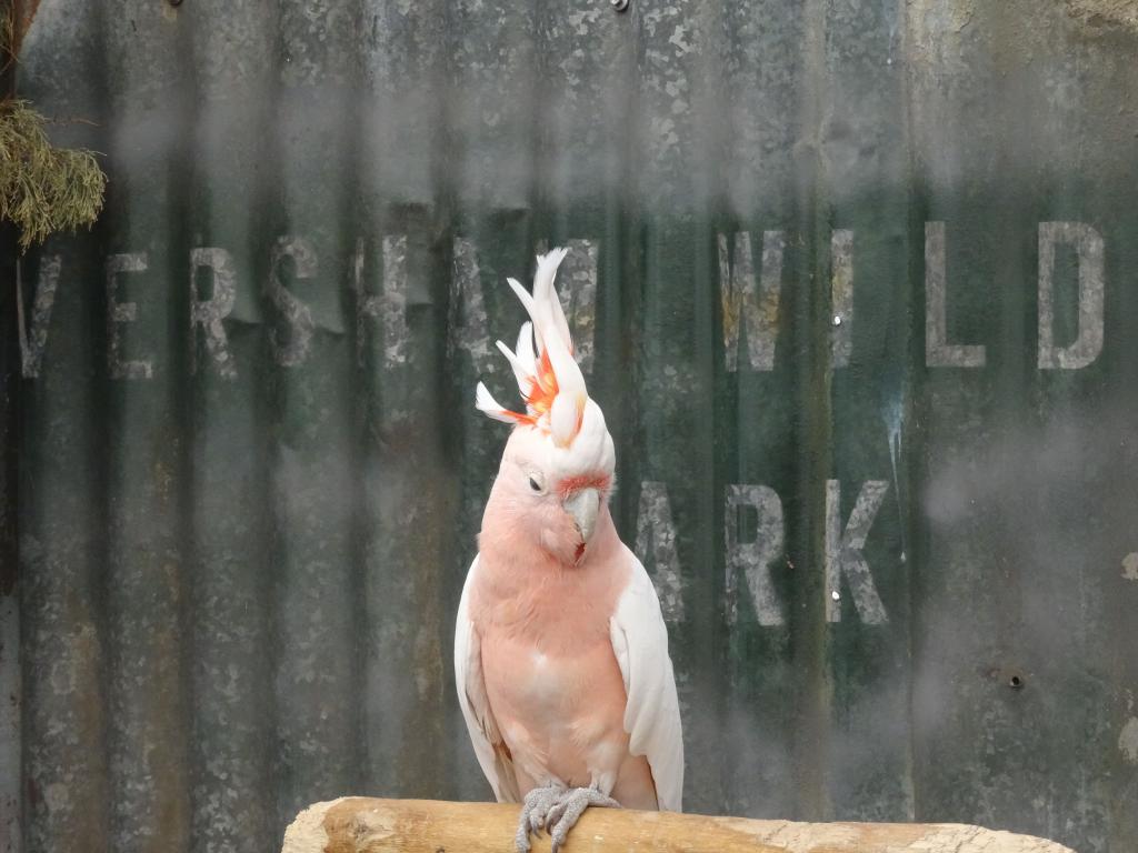 295 - 20140118 Caversham Wildlife Park