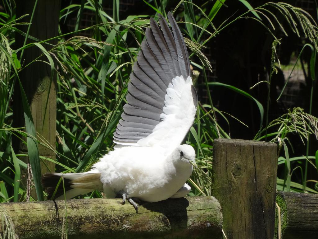 357 - 20140118 Caversham Wildlife Park