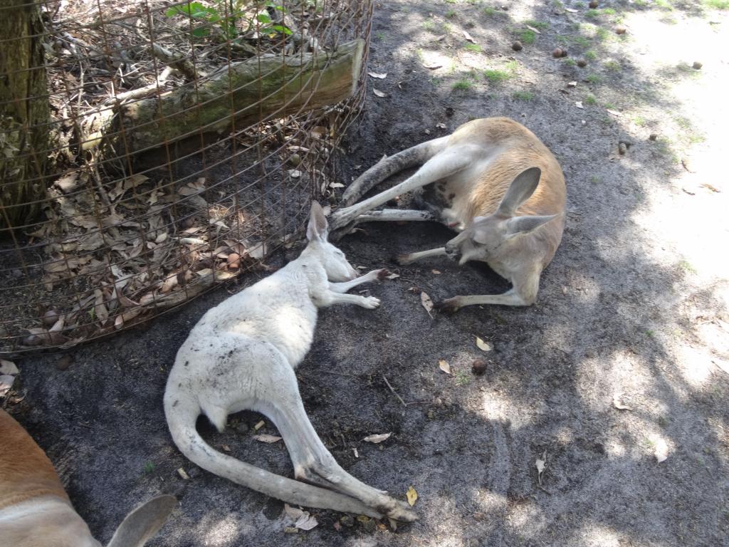 397 - 20140118 Caversham Wildlife Park