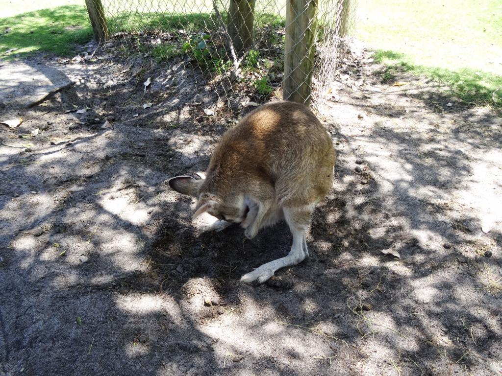 400 - 20140118 Caversham Wildlife Park