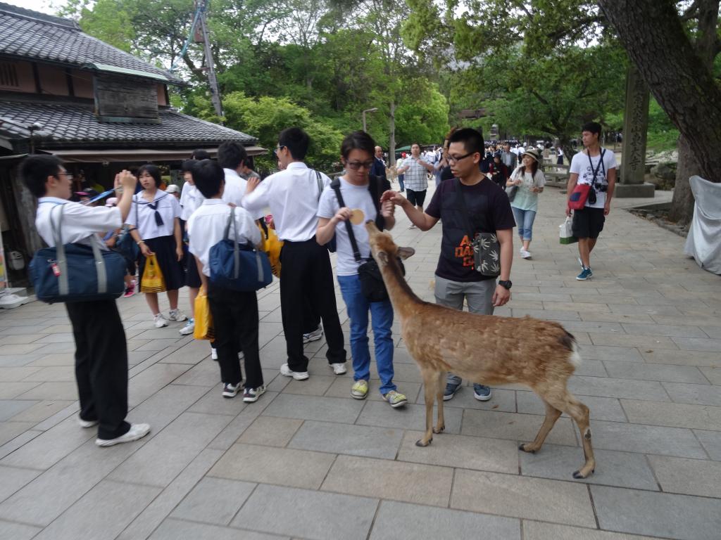 196 - 20140514 Day10 Osaka-Nara