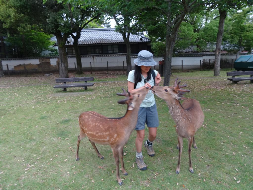 209 - 20140514 Day10 Osaka-Nara