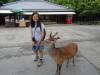 168 - 20140515 Day11 Nara-Kyoto