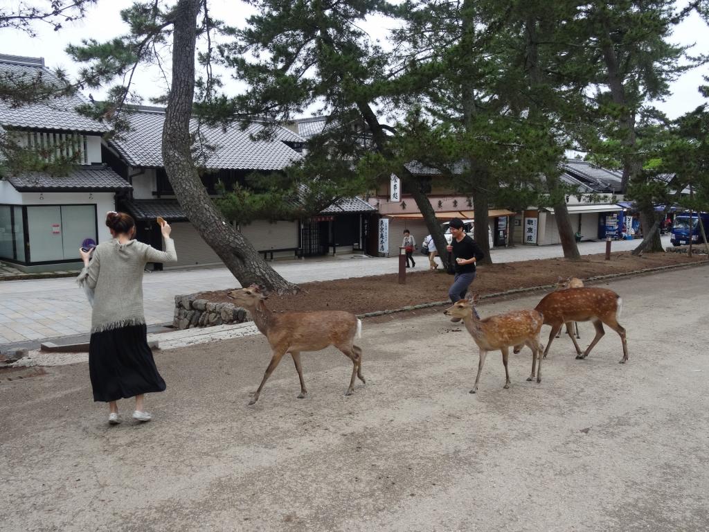 105 - 20140515 Day11 Nara-Kyoto