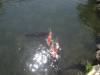 114 - 20140516 Day12 Kyoto Kurama