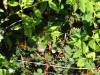 154 - 20141010 Maumere