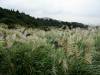 223 - 20141108 Day15 Yangmingshan Yeliu