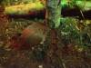 133 - 20150125 Rotoruta Day1 Rainbow Springs