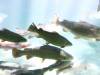 139 - 20150125 Rotoruta Day1 Rainbow Springs