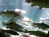 140 - 20150125 Rotoruta Day1 Rainbow Springs