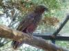 143 - 20150125 Rotoruta Day1 Rainbow Springs
