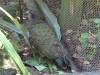 146 - 20150125 Rotoruta Day1 Rainbow Springs