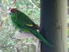 148 - 20150125 Rotoruta Day1 Rainbow Springs