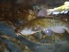 112 - 20150128 Lake Taupo National Trout Center