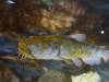 119 - 20150128 Lake Taupo National Trout Center