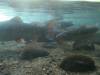 136 - 20150128 Lake Taupo National Trout Center