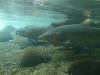 148 - 20150128 Lake Taupo National Trout Center