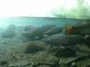 151 - 20150128 Lake Taupo National Trout Center