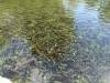 154 - 20150128 Lake Taupo National Trout Center