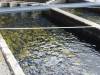 162 - 20150128 Lake Taupo National Trout Center
