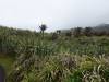 104 - 20150201 Nelson-Fox Glacier