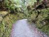 185 - 20150202 Fox Glacier