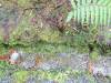 203 - 20150202 Fox Glacier