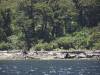 237 - 20150210 Doubtful Sound