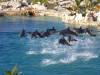 313 - 20150526 Cozumel Dolphinaris