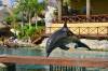 323 - 20150526 Cozumel Dolphinaris